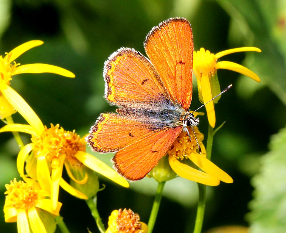 COPPER, LILAC-BORDERED (Lycaena nivalis) (8-24-11) fem, 7500 ft, amador co, ca   (11)