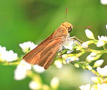 SKIPPER, DUN (Euphyes vestris) (9-2-2016) armand-bayou nature center,  chambers co, tx -01