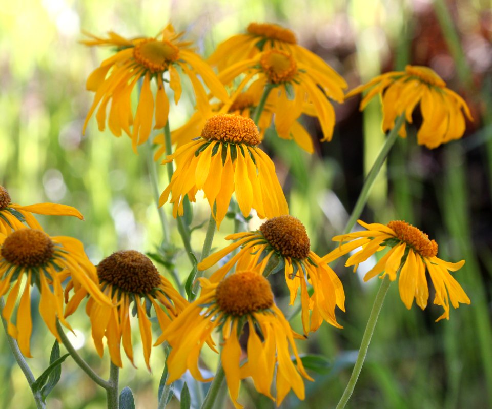 FLOWERS (7-13-2015) near hannigan meadow, white mts, greenlee co, az -01