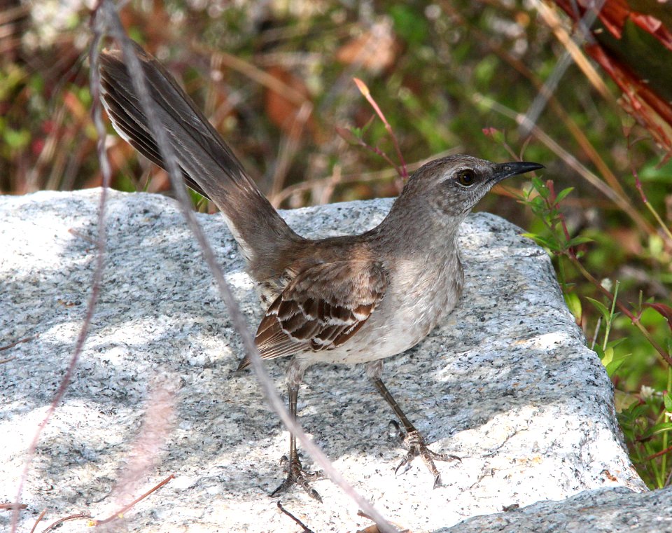 762 - BAHAMA MOCKINGBIRD (4-30-14) ft zackary taylor, key west, monroe co, fl  (2)
