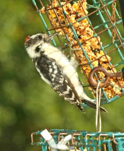 535 - DOWNY WOODPECKER (9-27-2018) pepperell, middlesex co, ma -02