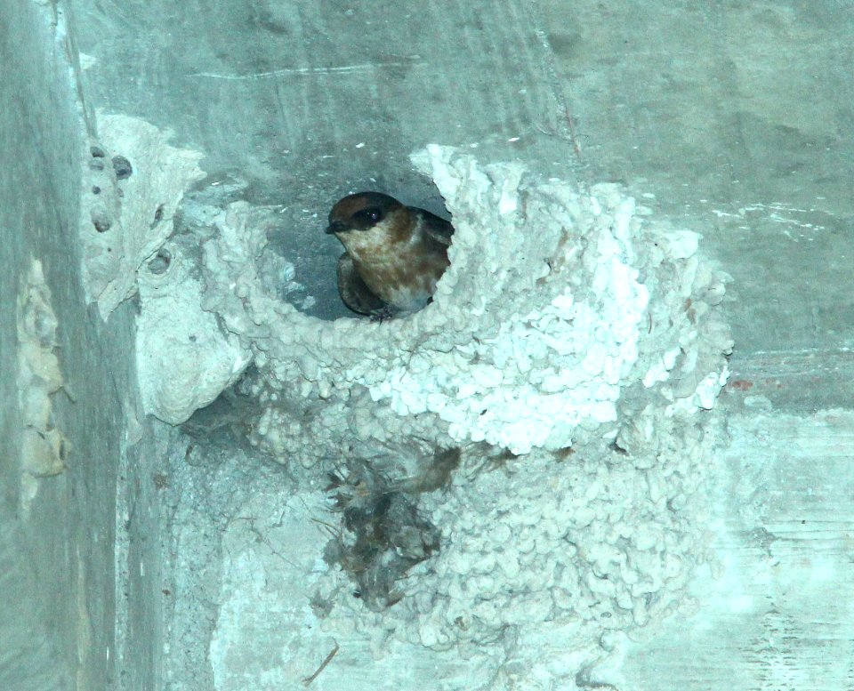 668 - CAVE SWALLOW Carribean (fulva) race (5-11-14) 248th and fl turnpike, princeton, fl  (76)