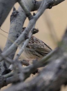 CASSIN'S SPARROW (12-19-2015) Nogales CBC