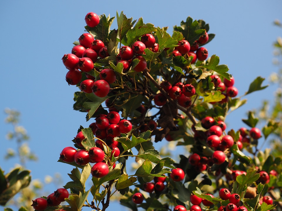 Eingriffeliger hawthorn bush hedge