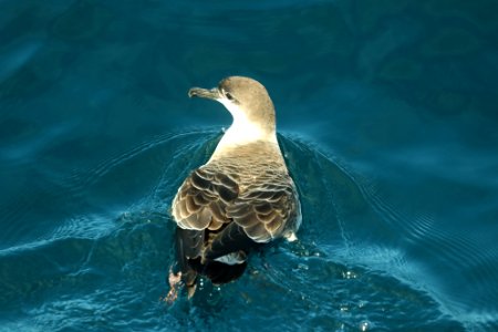 131 - GREAT SHEARWATER (9-15-2918) MAS pelagic trip, out of bar harbor, me -14