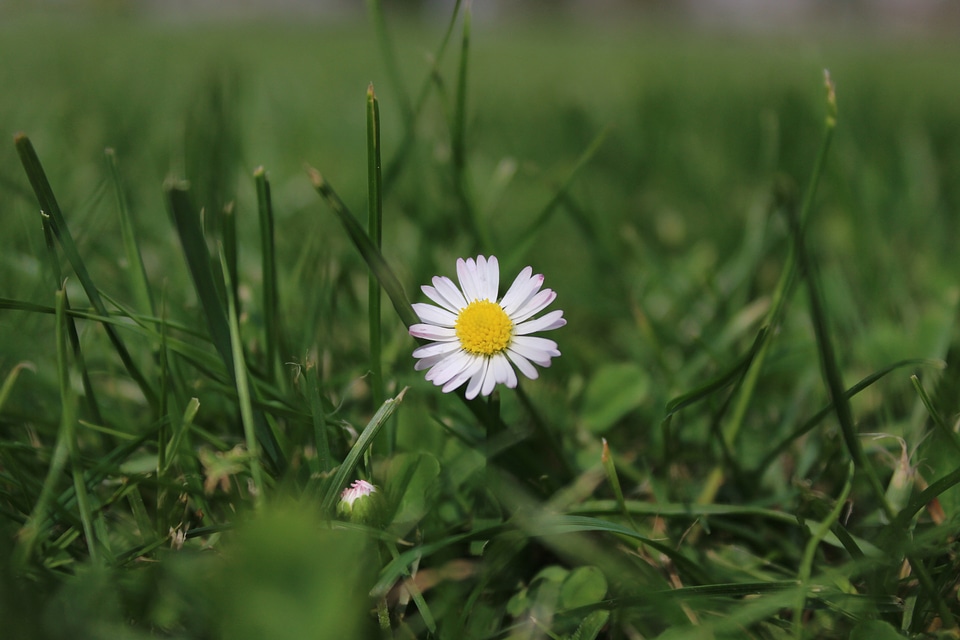 Meadow garden close up
