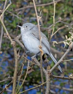 704 - BLACK-CAPPED GNATCATCHER (1-26-2016) just west of fourth wash, patagonia lake, santa cruz co, az -05 female
