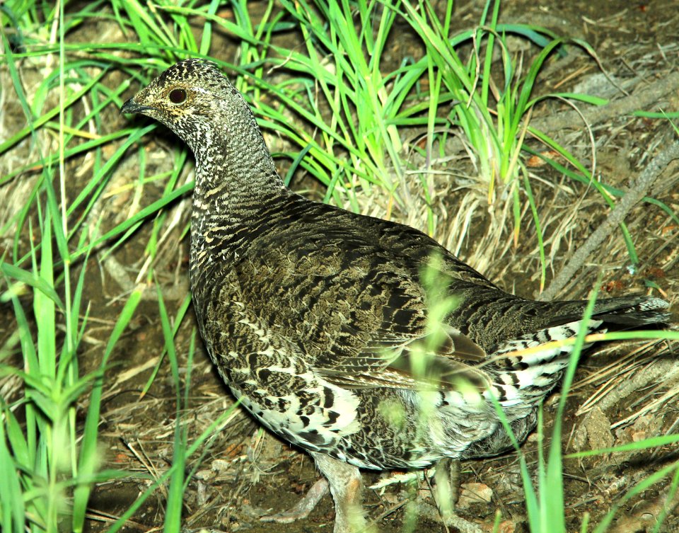 084 - DUSKY GROUSE (7-19-2014) 8000ft, west fork (san juan river) campground, mineral co, co -03