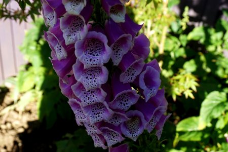 Foxgloves