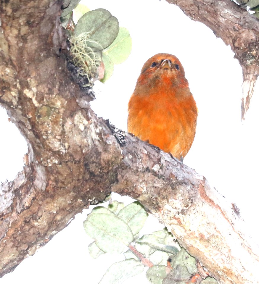 AKEPA (8-30-2017) hakalau forest national wildlife refuge, hawaii co, hawaii -05 imm male