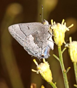 MINISTREAK, LEDA (Ministrymon leda) (10-18-12) winter form, blue haven road, patagonia, scc, az