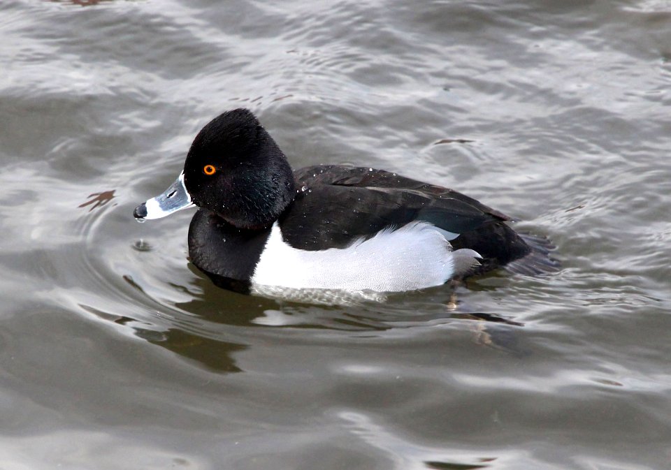 043 - RING-NECKED DUCK (12-18-13) albuquerque, nm -01
