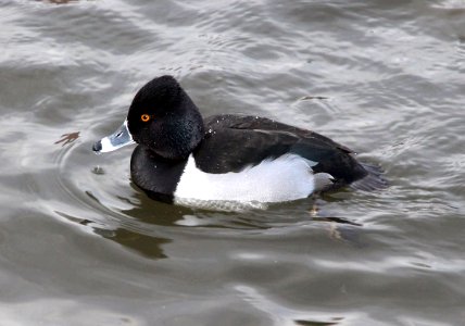 043 - RING-NECKED DUCK (12-18-13) albuquerque, nm -01