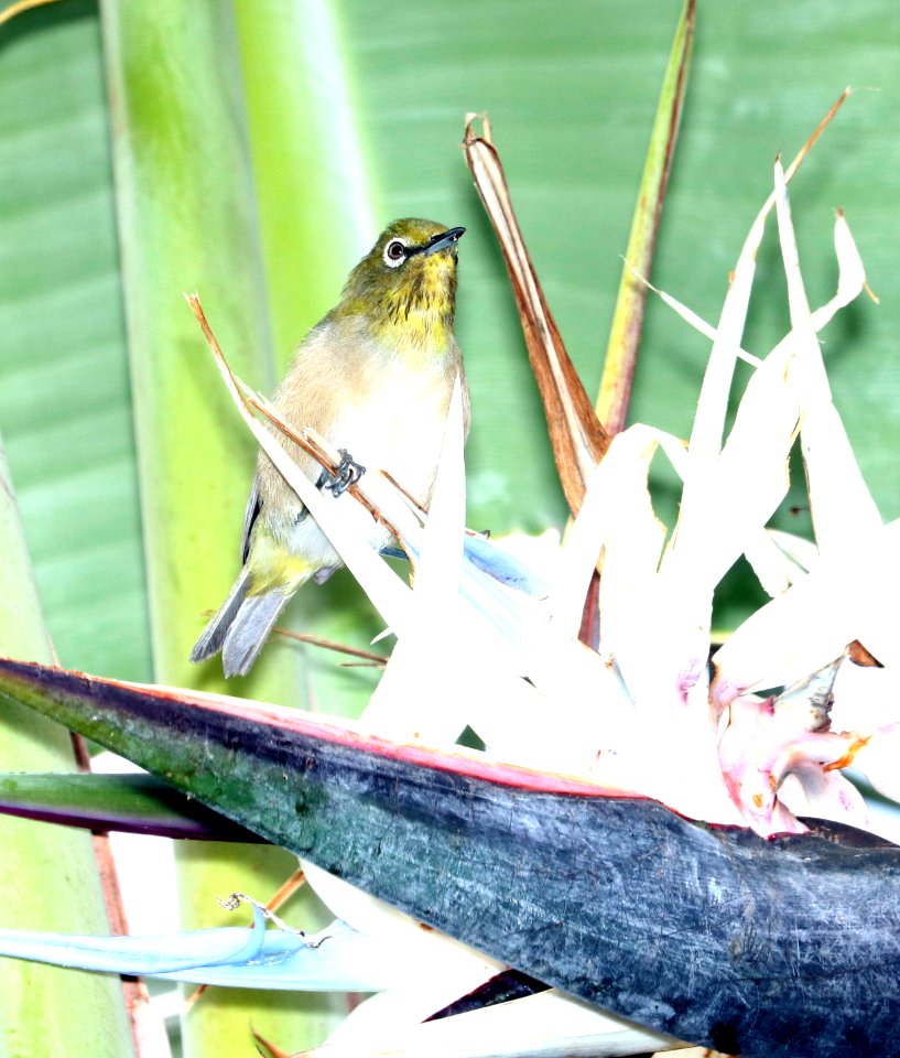 JAPANESE WHITE-EYE (8-29-2017) pu'u anahulu - big island golf club, hawaii co, hawaii -01