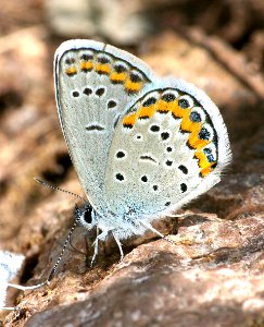 BLUE, MELISSA (lycaeides melissa) (8-9-08) jemez mts, nm -02