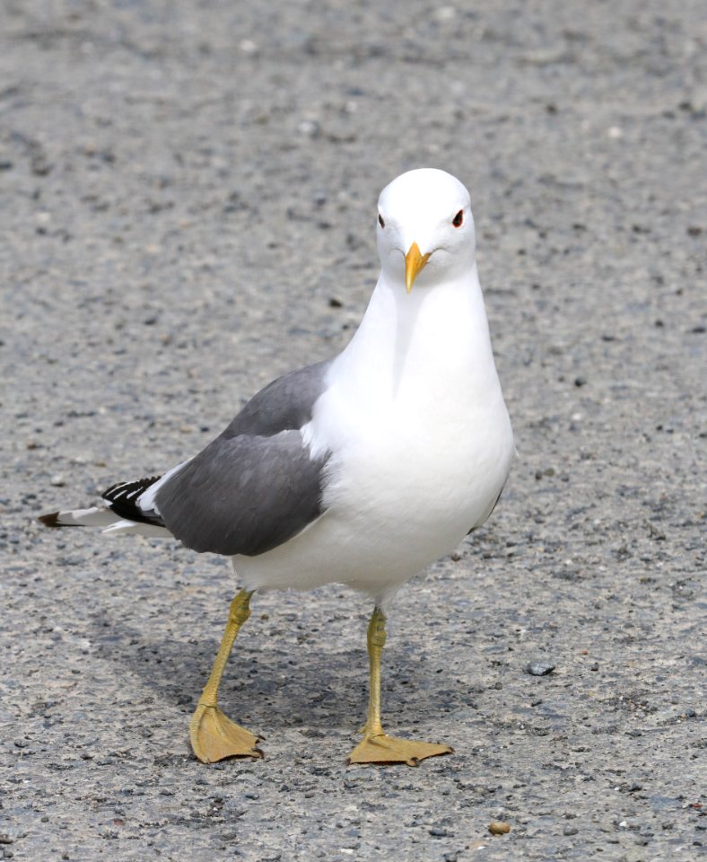 359 - MEW GULL (6-23-2016) homer area, alaska -02