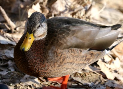 027 - MALLARD (Northern x Mexican hybrid male) (12-5-2016) farmington, san juan co, new mexico -a (3)