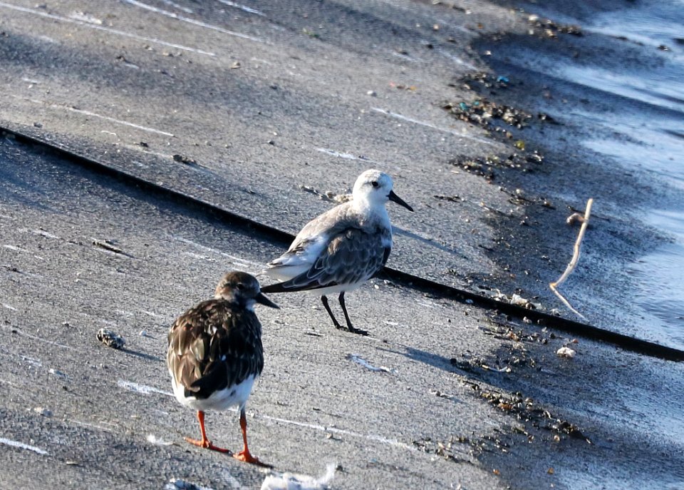SANDERLING (9-16-2017) waste tx plant, kona area, hawai'i co. hawaii -01