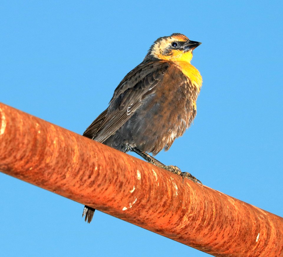 934 - YELLOW-HEADED BLACKBIRD (9-17-2016) san rafael grasslands, santa cruz co, az -02 first year male
