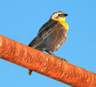 934 - YELLOW-HEADED BLACKBIRD (9-17-2016) san rafael grasslands, santa cruz co, az -02 first year male