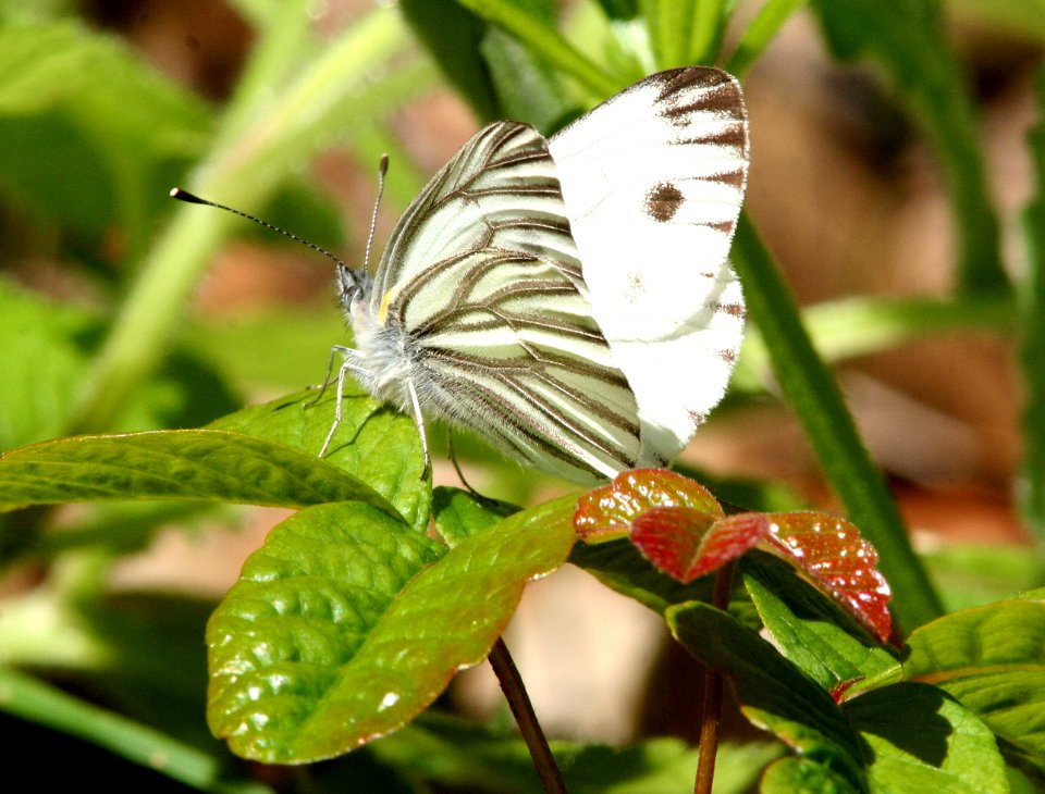WHITE, MARGINED (Pieris marginalis) (3-10-09) canet rd, morro bay, slo co, ca