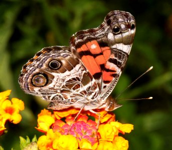 LADY, AMERICAN ( Vanessa virginiensis) (9-17-10) 78 circulo montana, pat lake ranch estates, scc, az