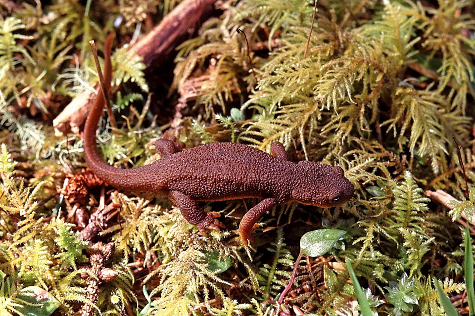 NEWT, ROUGH-SKINNED (Taricha granulosa) (10-11-00) oregon coast -01