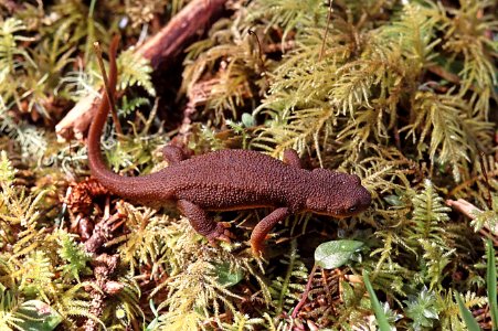 NEWT, ROUGH-SKINNED (Taricha granulosa) (10-11-00) oregon coast -01