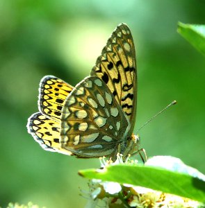 FRITILLARY, CALLIPPE (Speyeria callippe) (6-5-2014) 5 miles east of fairview, sanpete co, ut  (5)