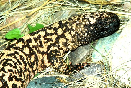 RETICULATE GILA MONSTER (Heloderma suspectum) 78 circulo montana, patagonia lake ranch estates, scc, az -06
