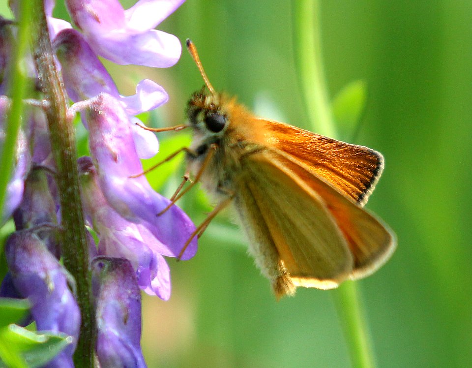 SKIPPER, EUROPEAN (Thymelicus lieola) (6-11-2015) pepperell, middlesex co, ma -02
