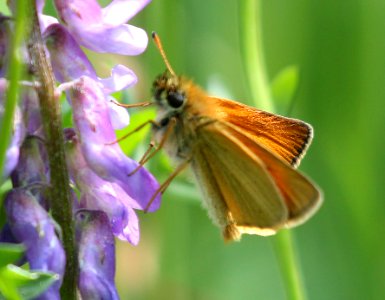 SKIPPER, EUROPEAN (Thymelicus lieola) (6-11-2015) pepperell, middlesex co, ma -02