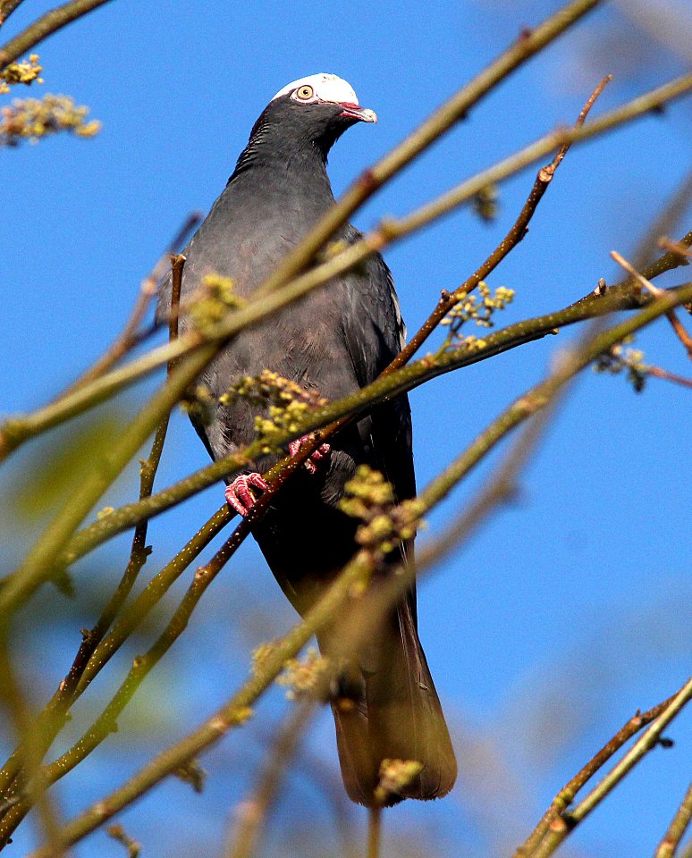 424 - WHITE-CROWNED PIGEON (5-6-14) key west ,monroe co, fl  (3)