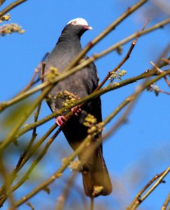 424 - WHITE-CROWNED PIGEON (5-6-14) key west ,monroe co, fl  (3)