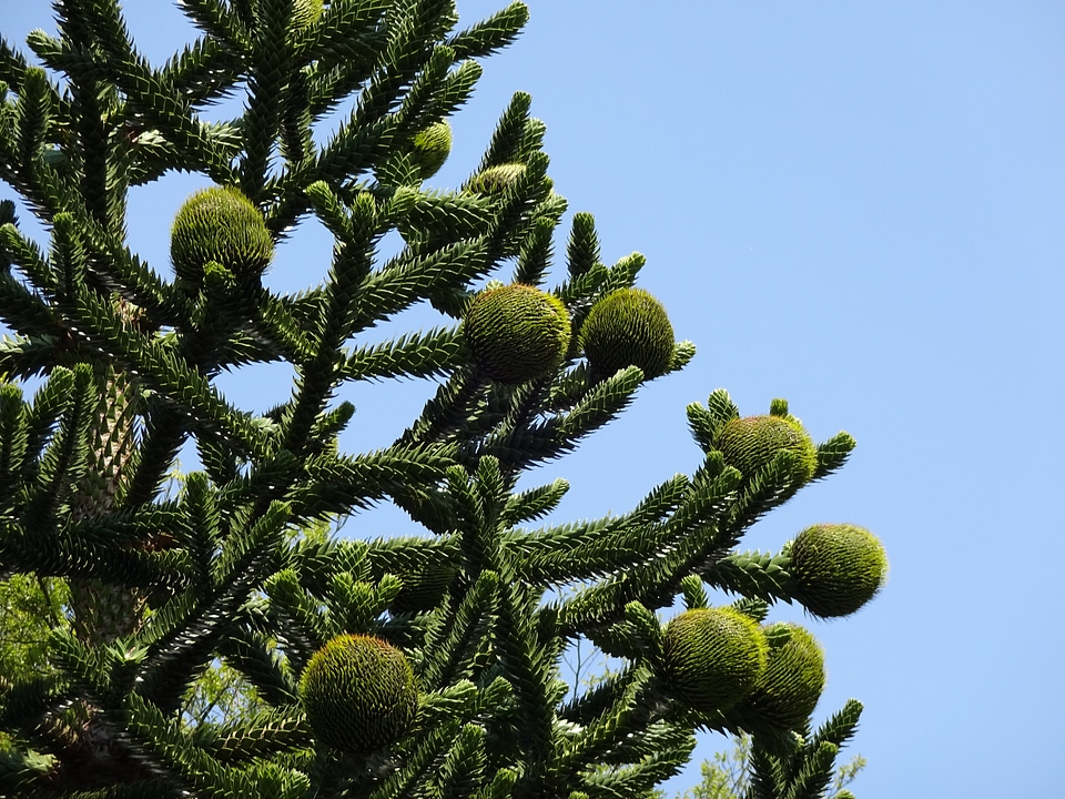Araucaria araucana immergrüner tree nature
