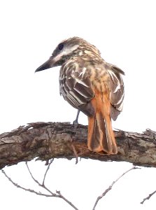 598 - SULPHUR-BELLIED FLYCATCHER (8-27-2015) pena blanca cyn, pajarito mts, santa cruz co, az -02