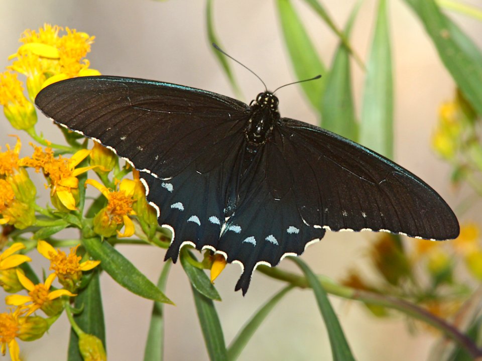 SWALLOWTAIL, PIPEVINE (Battus philenor) (3-6-11) patagonia lake, scc, az -01