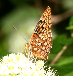 FRITILLARY, NORTHWESTERN (Speyeria hesperis) (6-17-12) cook and green pass area, siskiyou co, ca  (2)