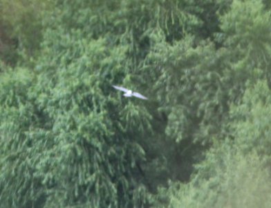 382 - TERN, sp? (8-24-13) patagonia lake, scc, az -03