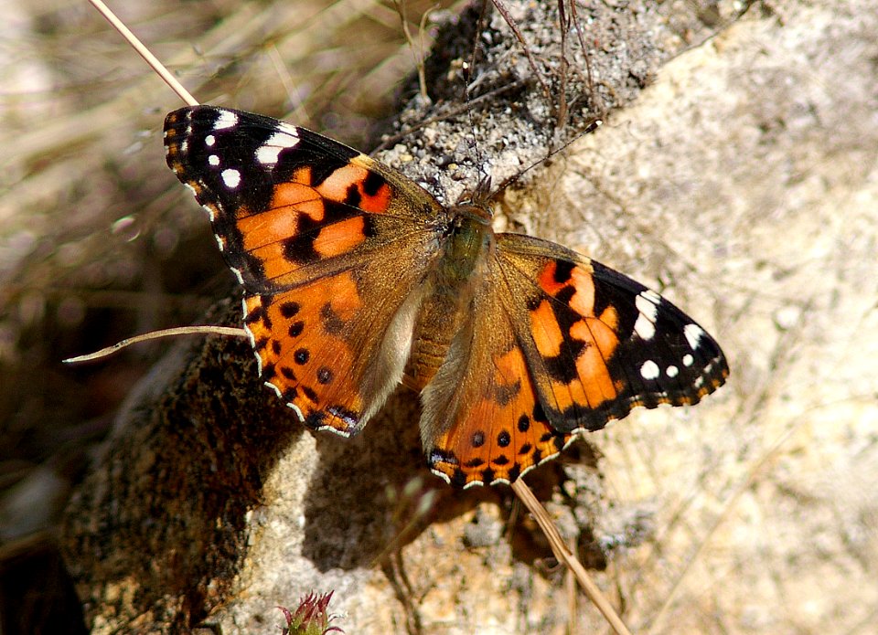 LADY, PAINTED (Vanessa cardui) (7-4-06) slo co, ca
