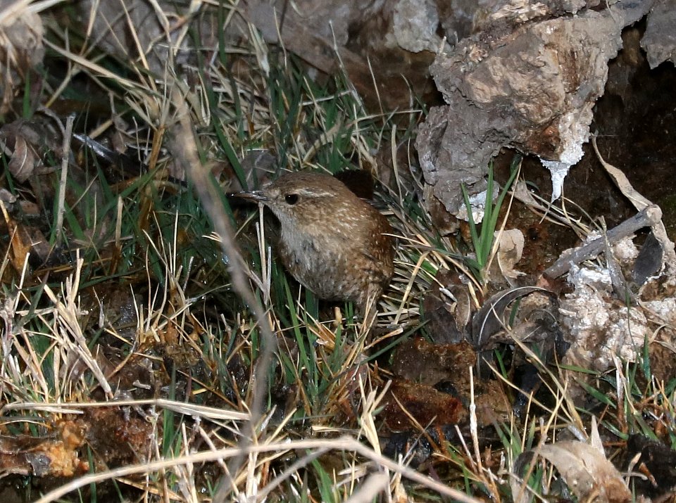 694 - WINTER WREN (3-4-2017) patagonia lake, santa cruz co, az -04