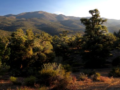 CA 1240 -  INYO BRISTLECONES & CAMPSITE (8-13-2017) - (67)
