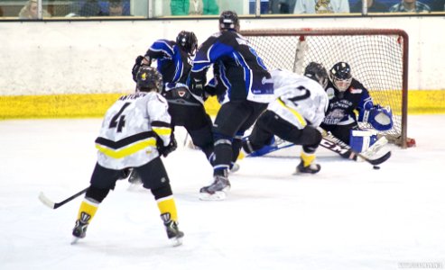 Ice Hockey - Bracknell Bees Vs Sheffield Steeldogs