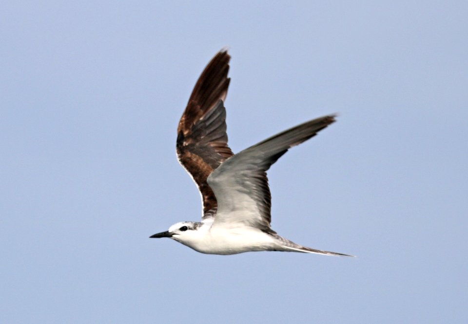 377 - BRIDLED TERN (5-31-2017) off hatteras, dare co, nc (7)