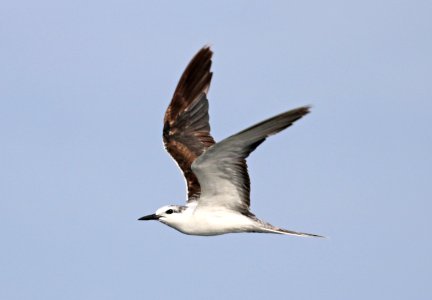 377 - BRIDLED TERN (5-31-2017) off hatteras, dare co, nc (7)