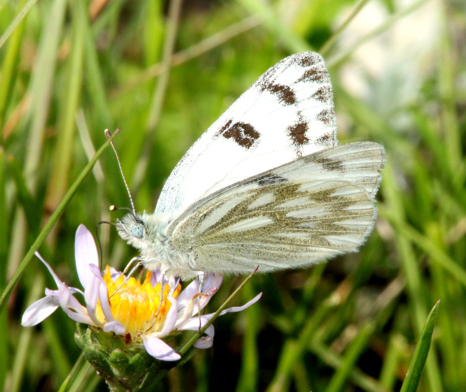 WHITE, WESTERN (Pontia protodice) (8-19-13) 9000 ft, just s of stunner pass, conejos co, co -02