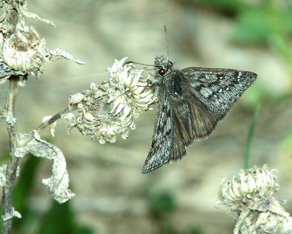 DUSKYWING, AFRANIUS (Erynnis afranius) (6-5-2014) 5 miles east of fairview, sanpete co, ut