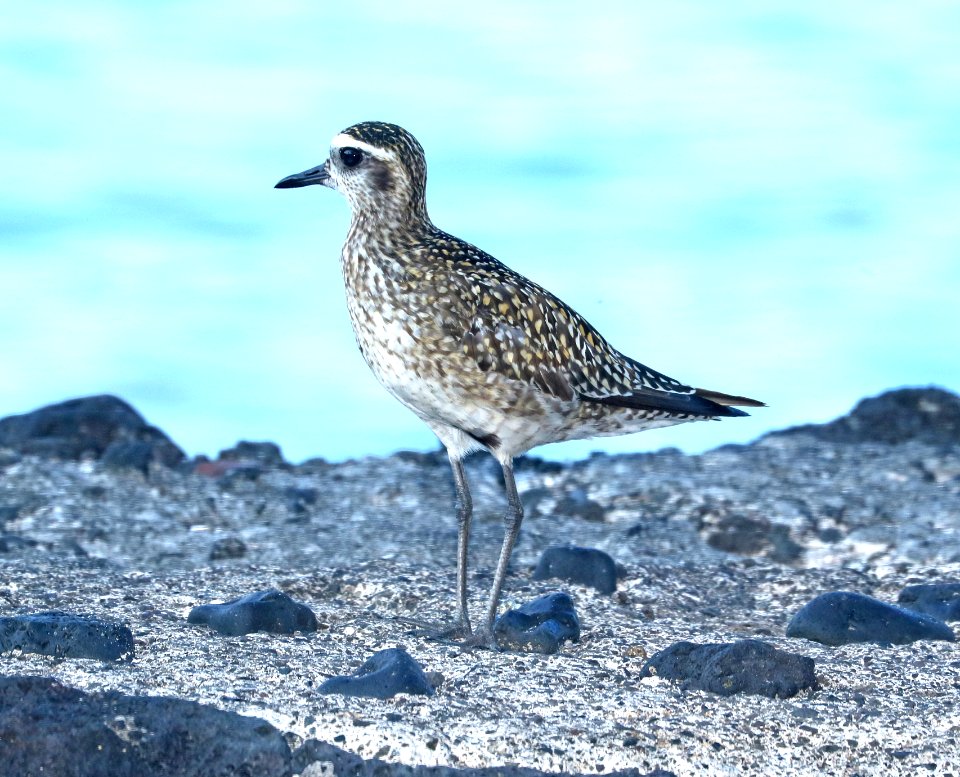 PACIFIC GOLDEN-PLOVER (8-28-2017) keauhou bay, kona coast, hawaii co, hawaii -01