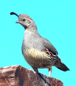 070 - GAMBEL'S QUAIL (4-9-14) 78 circulo montana, patagonia lake ranch estates, scc, az -05