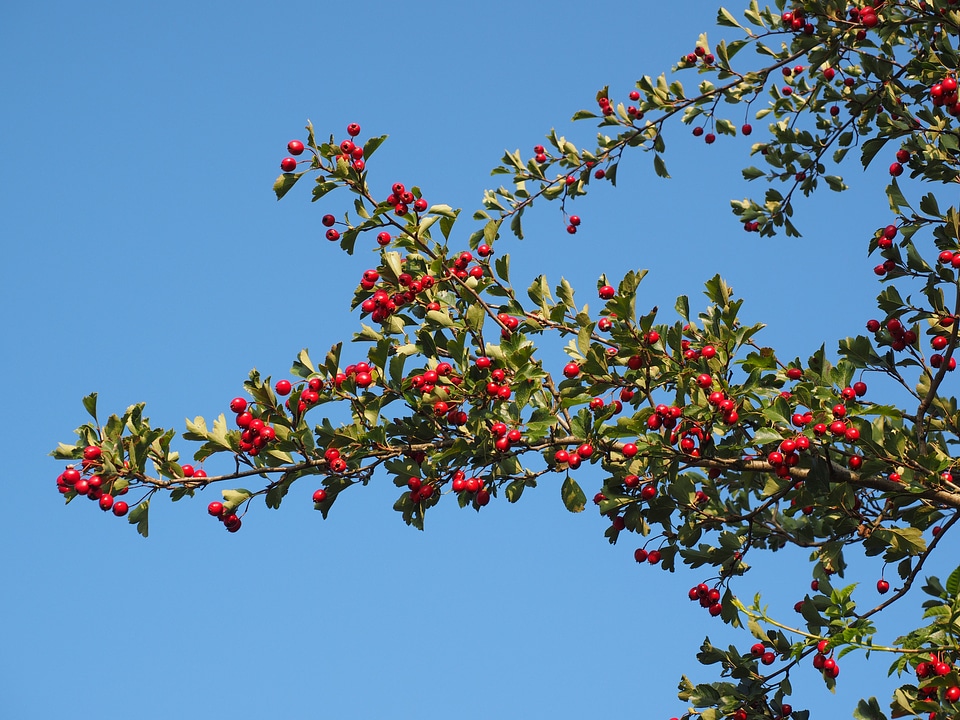 Eingriffeliger hawthorn bush hedge